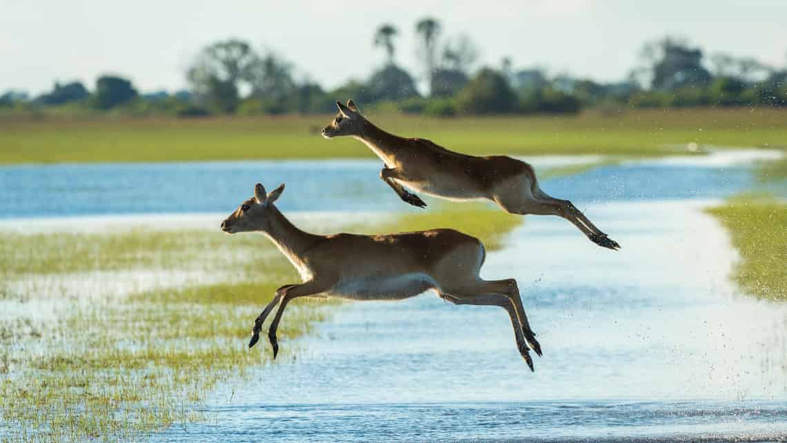  Kwetsani Camp , Okavango Delta Botswana