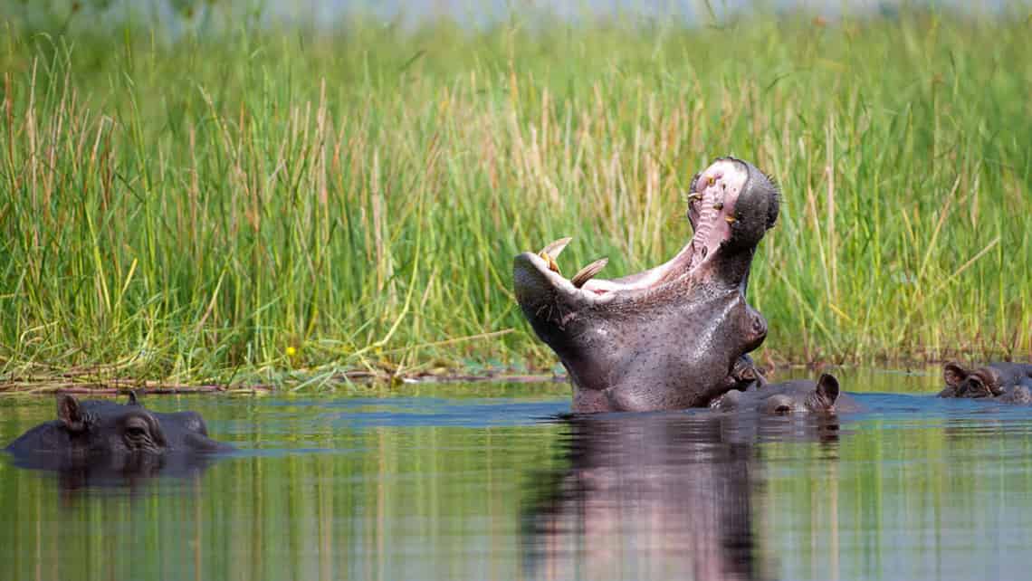  Kwetsani Camp , Okavango Delta Botswana