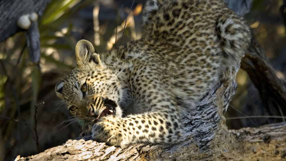  Kwetsani Camp , Okavango Delta Botswana