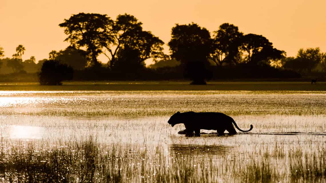  Kwetsani Camp , Okavango Delta Botswana