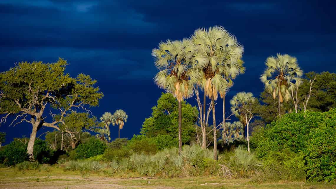  Kwetsani Camp , Okavango Delta Botswana