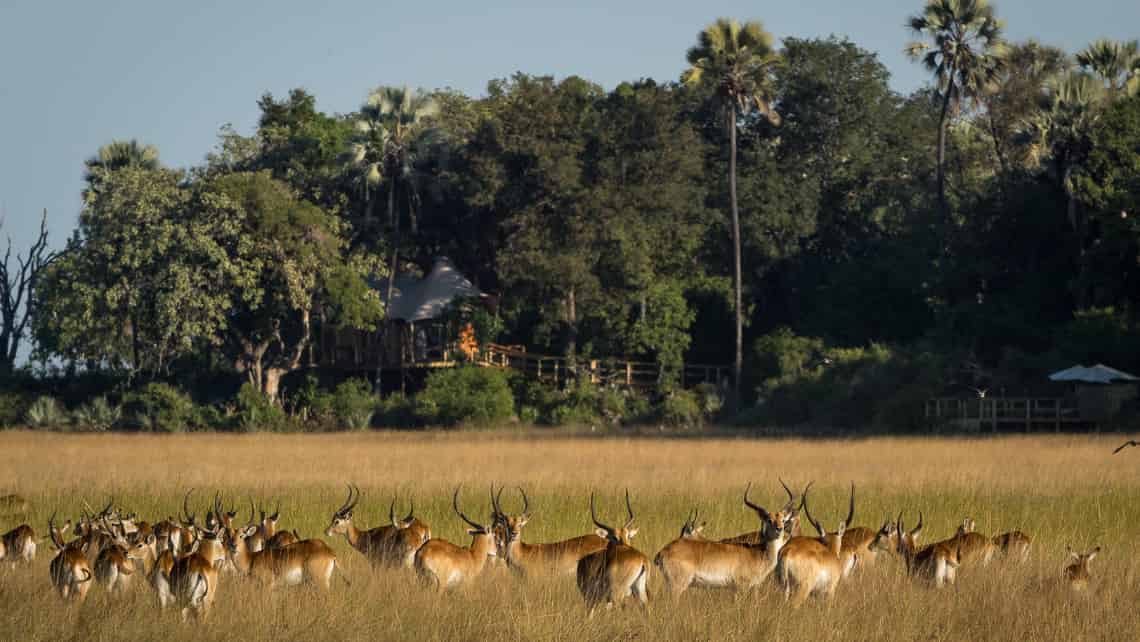  Kwetsani Camp , Okavango Delta Botswana