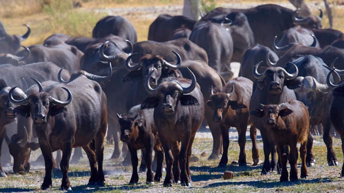 Kwando Lagoon Camp, Linyanti, Chobe Nationalpark