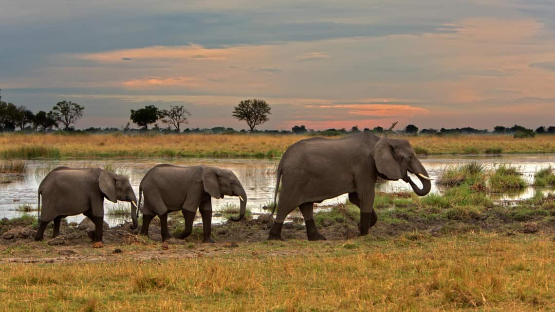 Kwando Lagoon Camp, Linyanti, Chobe Nationalpark