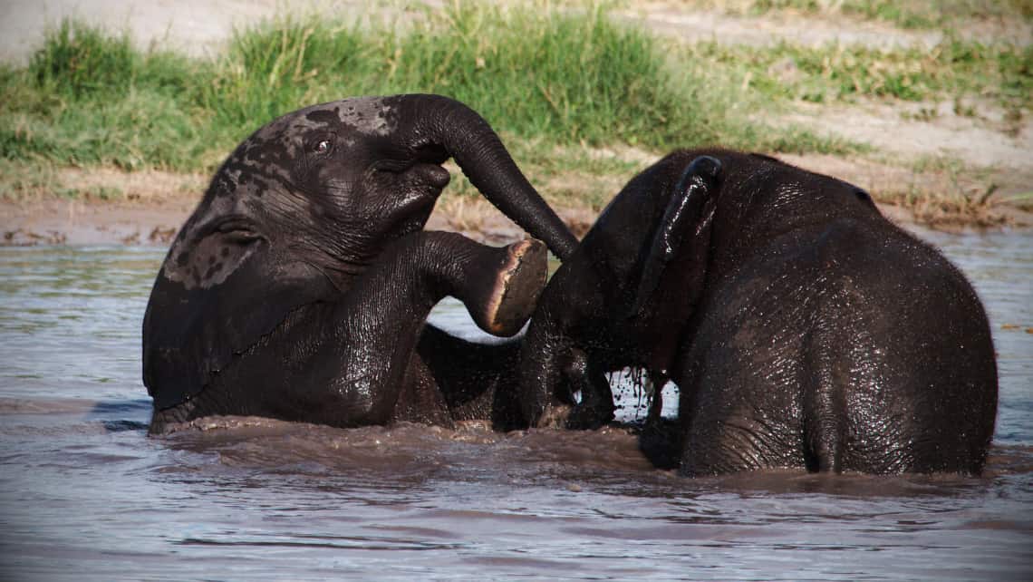 Kwando Lagoon Camp, Linyanti, Chobe Nationalpark