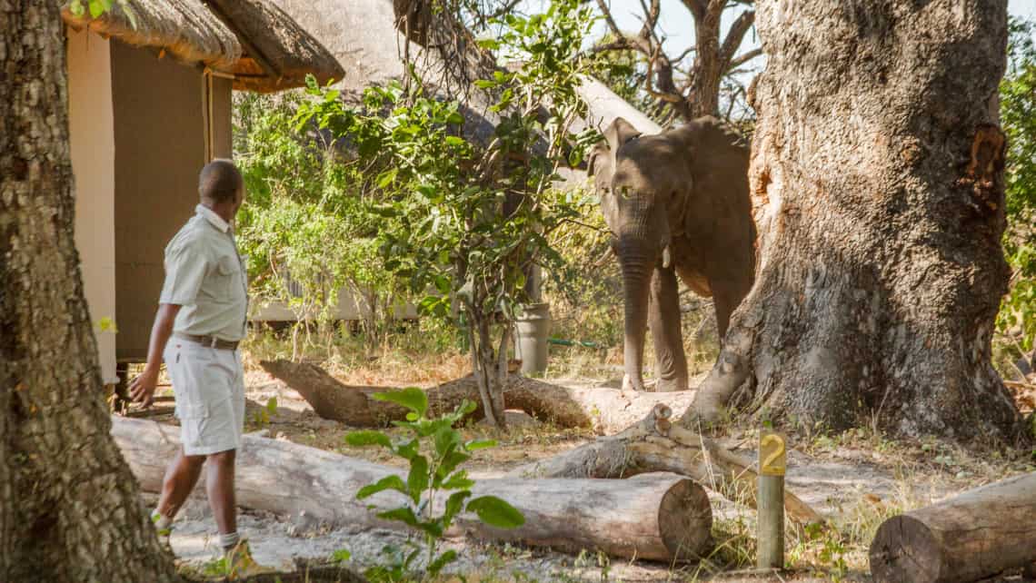 Kwando Lagoon Camp, Linyanti, Chobe Nationalpark