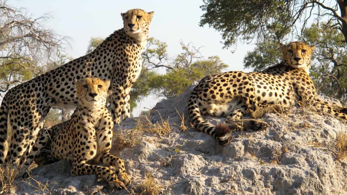 Kwando Lagoon Camp, Linyanti, Chobe Nationalpark