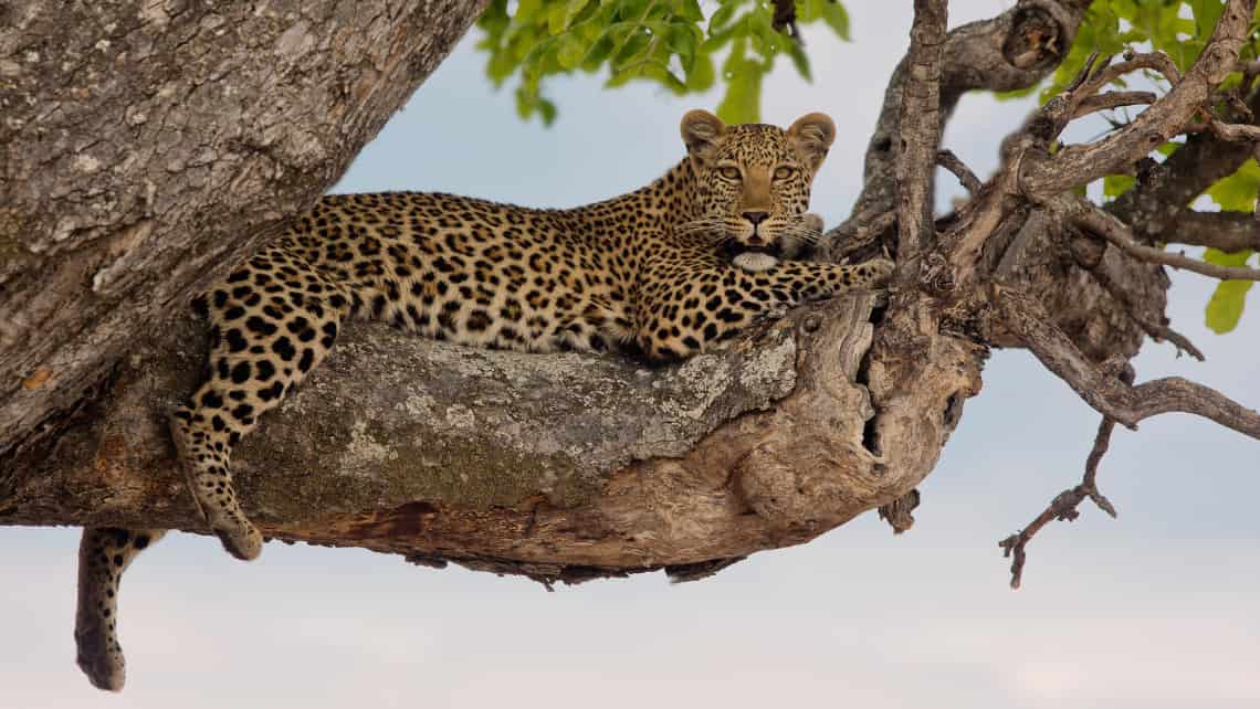 Kwando Lagoon Camp, Linyanti, Chobe Nationalpark