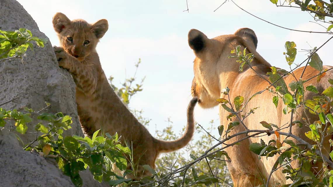 Kwando Lagoon Camp, Linyanti, Chobe Nationalpark