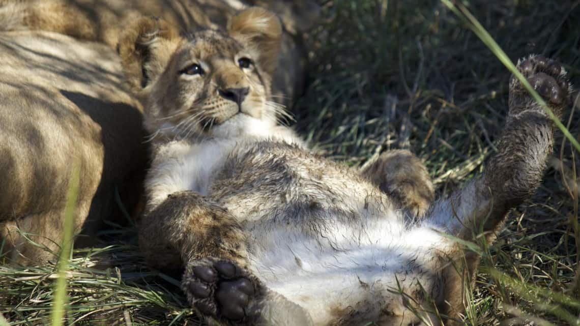 Kwando Lagoon Camp, Linyanti, Chobe Nationalpark