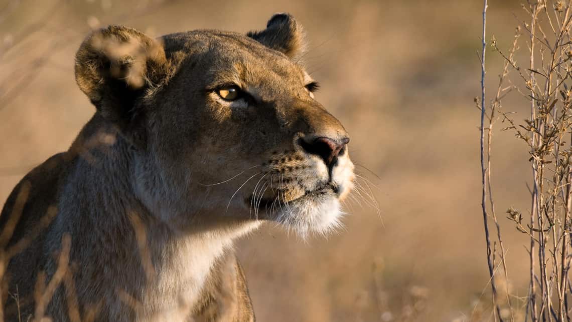 Kwando Lagoon Camp, Linyanti, Chobe Nationalpark