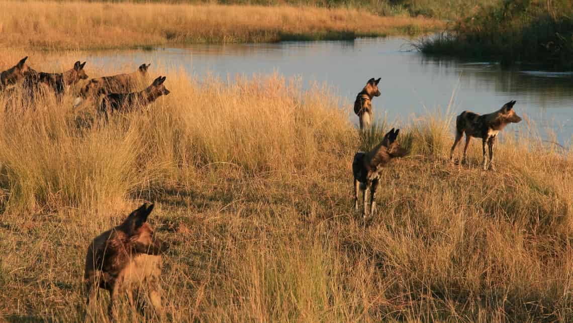 Kwando Lagoon Camp, Linyanti, Chobe Nationalpark