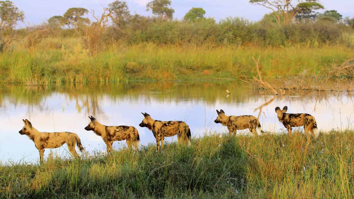 Kwando Lagoon Camp, Linyanti, Chobe Nationalpark