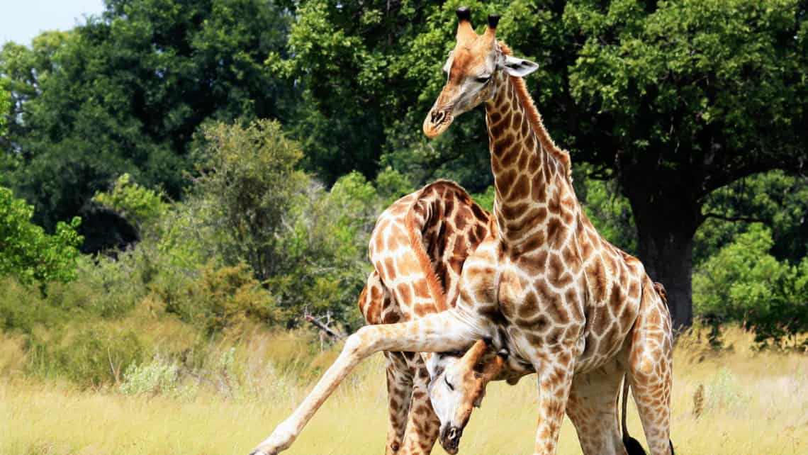 Kwando Lebala Camp, Linyanti, Chobe Nationalpark