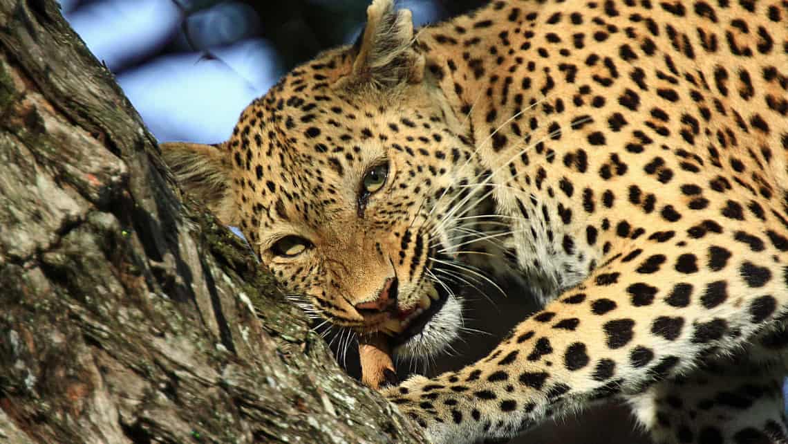 Kwando Lebala Camp, Linyanti, Chobe Nationalpark