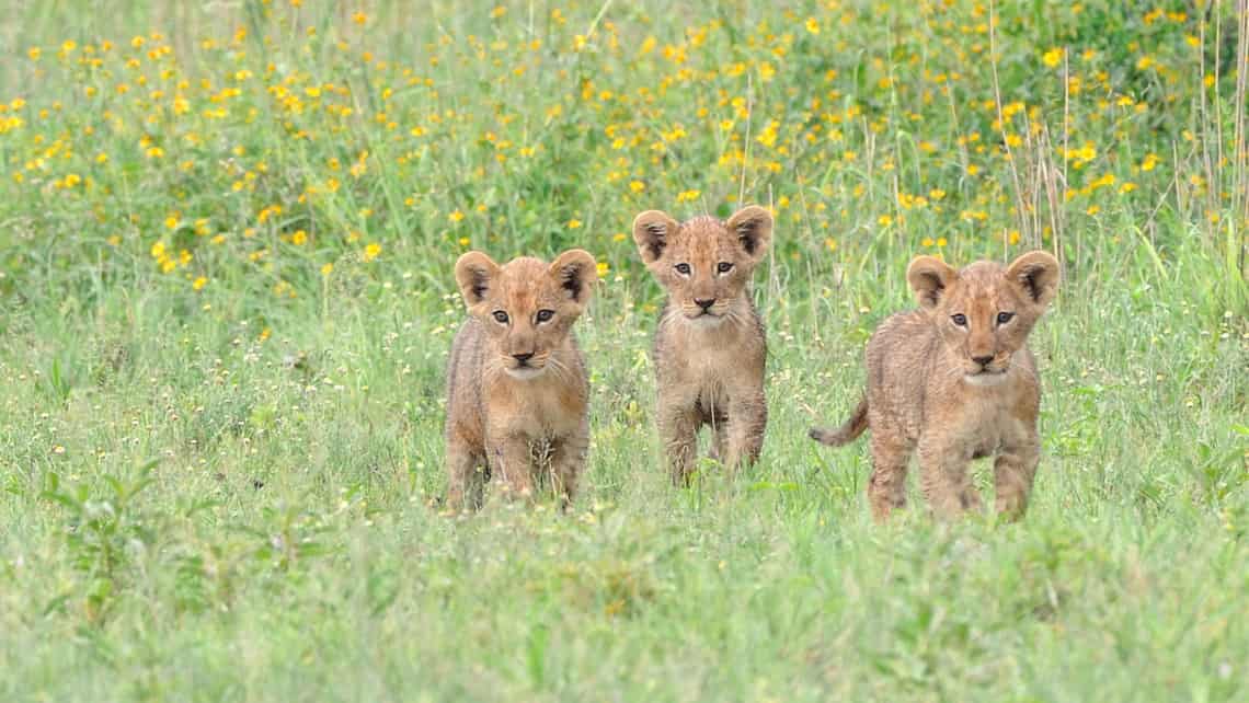 Kwando Lebala Camp, Linyanti, Chobe Nationalpark