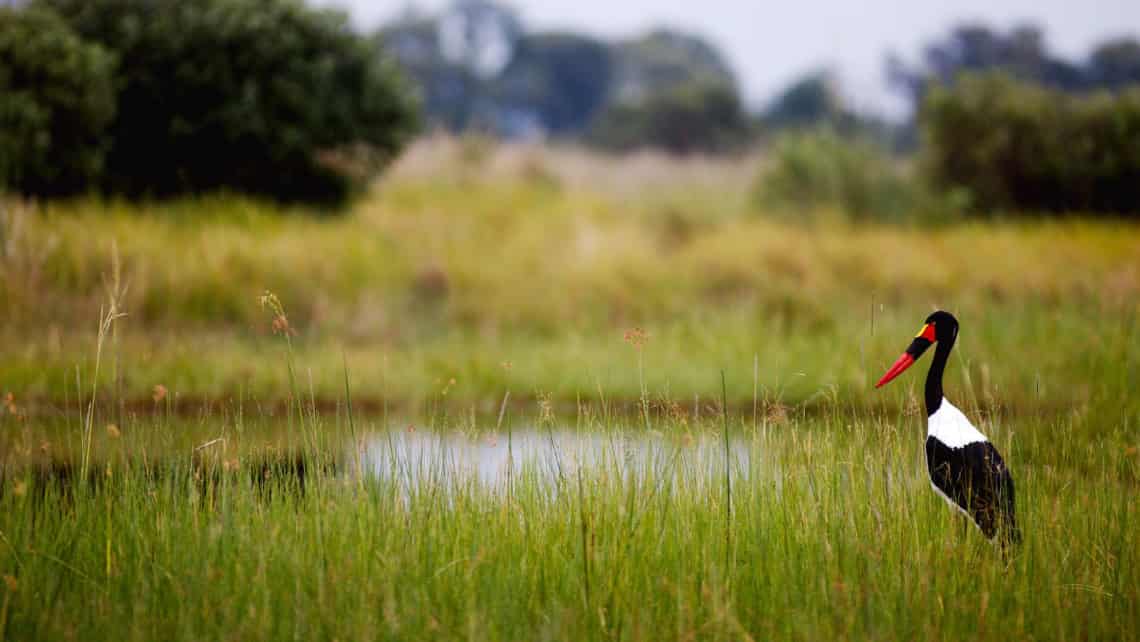 Kwando Lebala Camp, Linyanti, Chobe Nationalpark