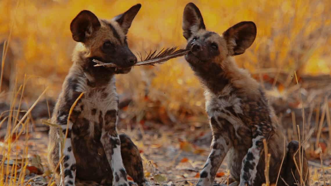 Kwando Lebala Camp, Linyanti, Chobe Nationalpark