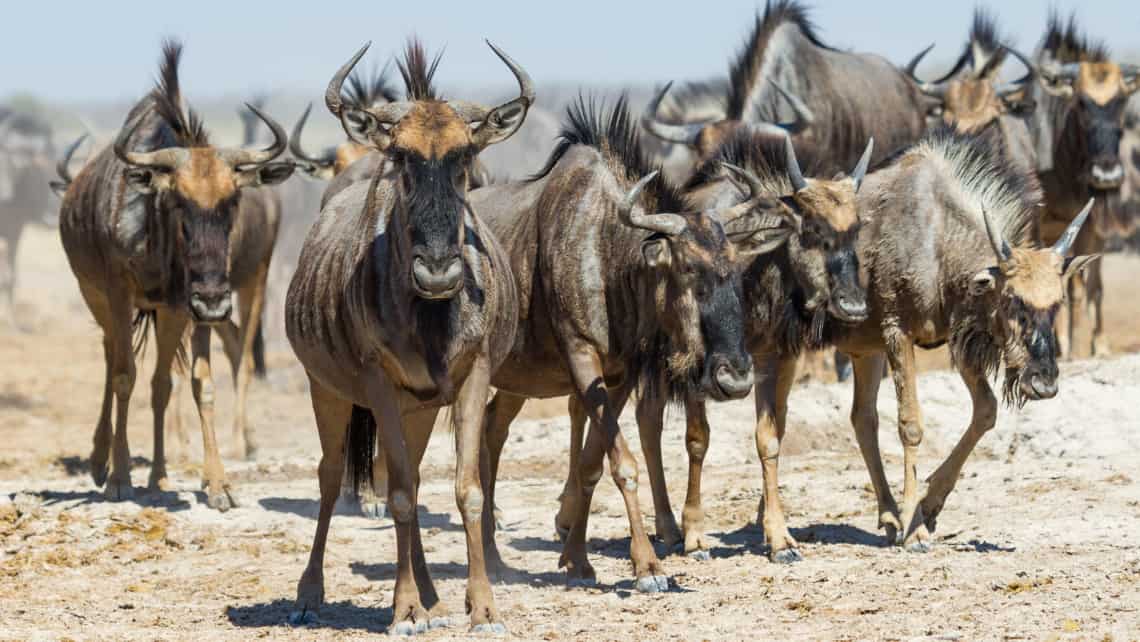 Leroo la Tau Lodge, Makgadikgadi Pan