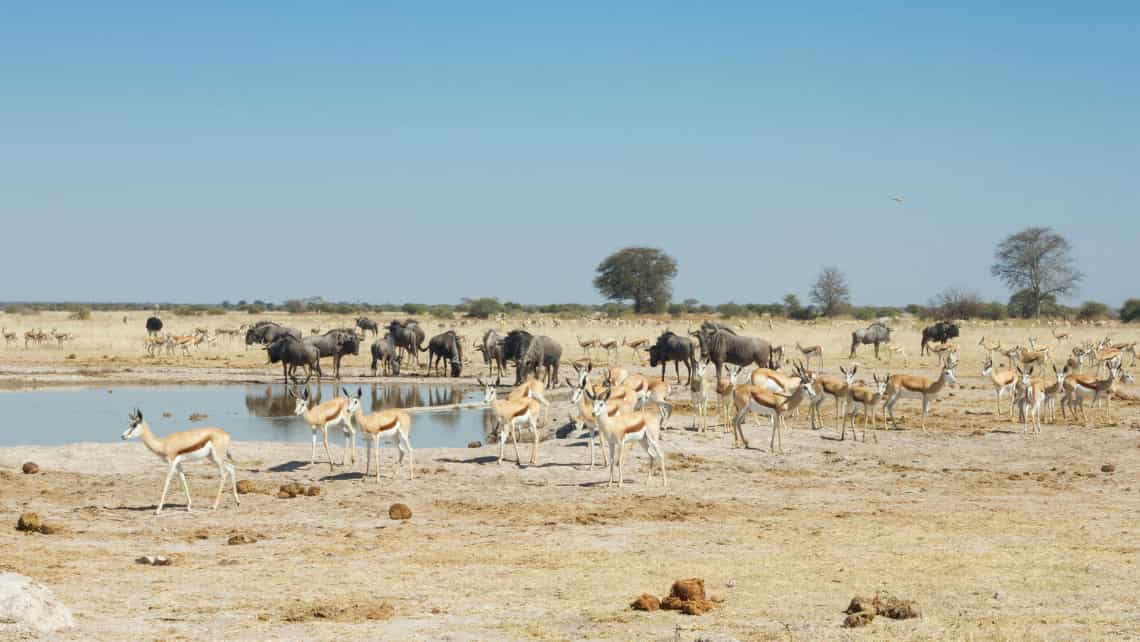 Leroo la Tau Lodge, Makgadikgadi Pan