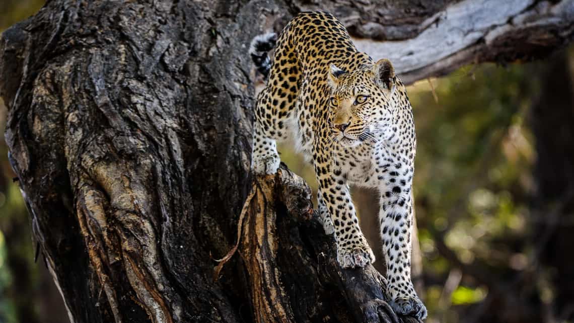 Löwen unter einer Palme und offener Gelndewagen mit Touristen  in der Nähe des Mombo Camp Moremi Game Reserve