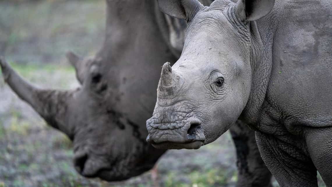 Nashoerner Rhinos in der Nähe des Mombo Camp Moremi Game Reserve