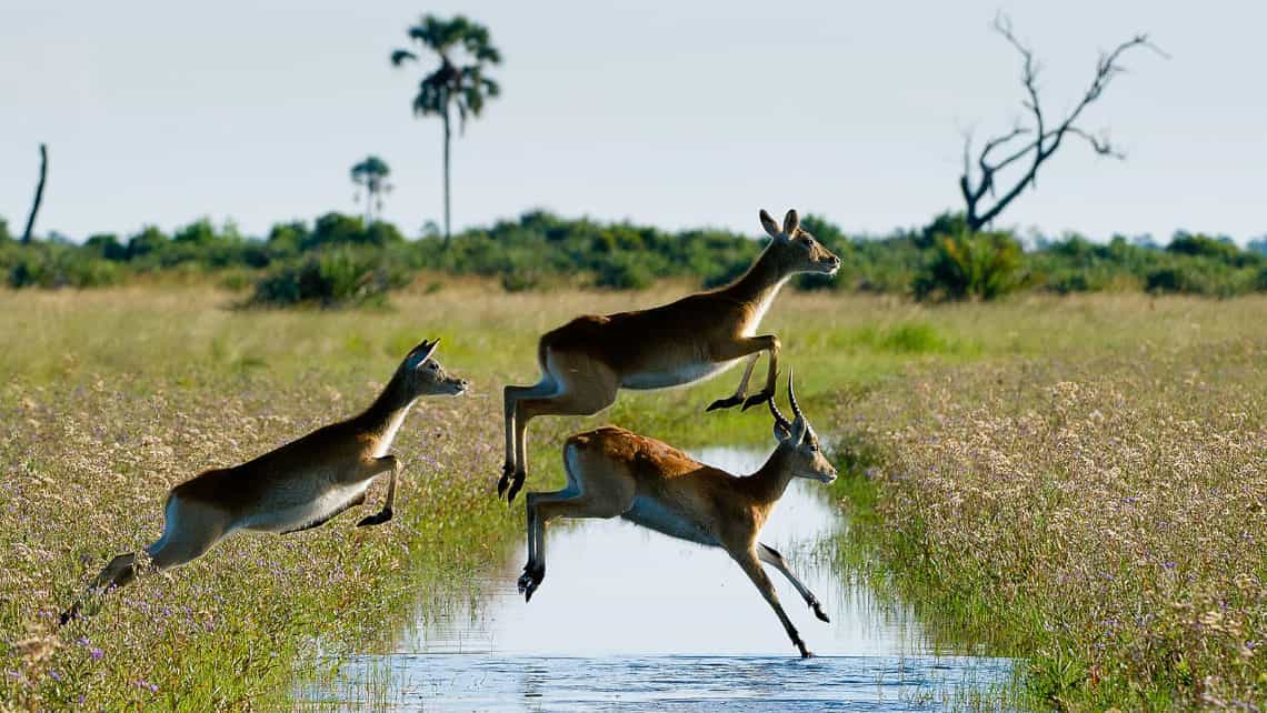 Little Tubu Camp, Okavango Delta Botswana