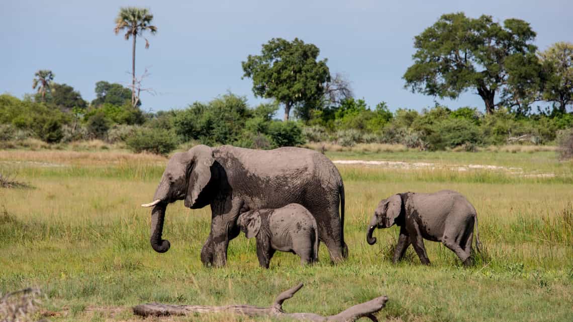 Little Tubu Camp, Okavango Delta Botswana