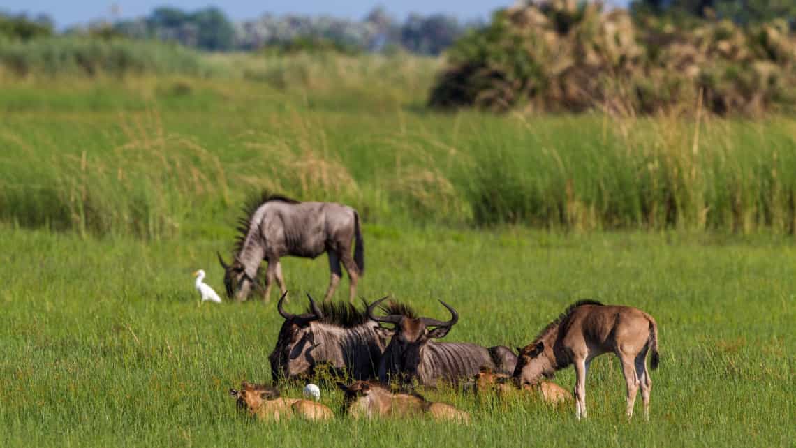 Little Tubu Camp, Okavango Delta Botswana