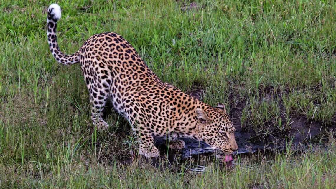 Little Tubu Camp, Okavango Delta Botswana