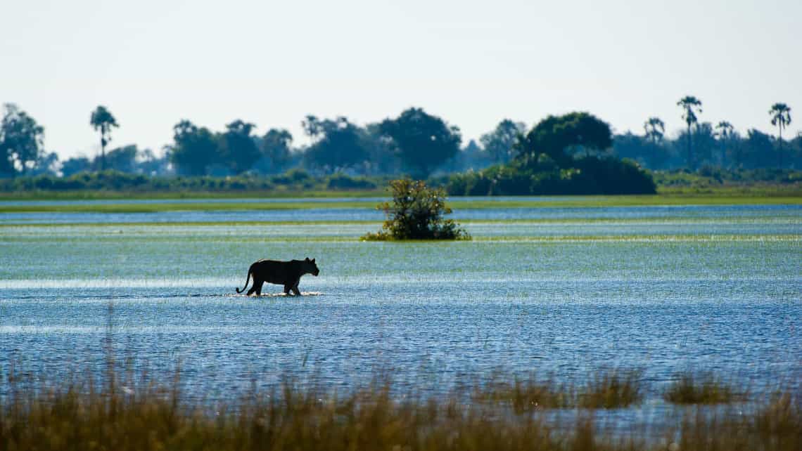 Little Tubu Camp, Okavango Delta Botswana