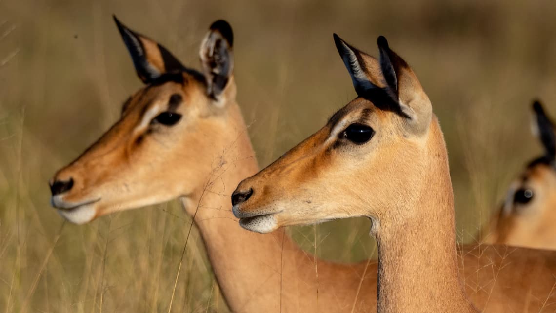 Giraffen bei Sonnenuntergang im Selinda Reserve Zarafa Camp, Linyanti