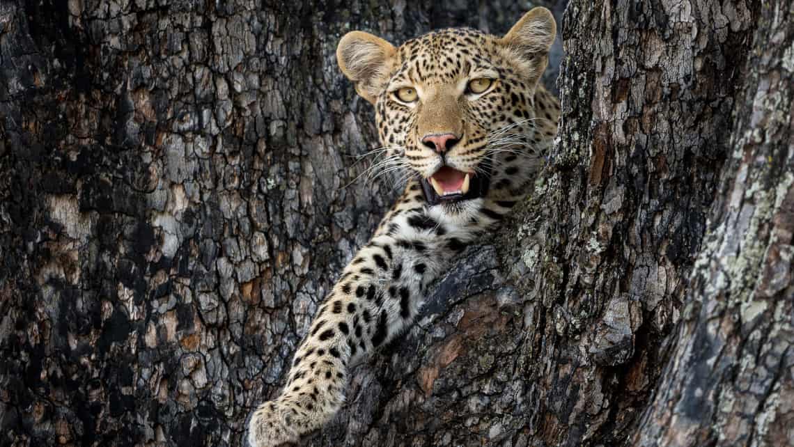 Löwen Mutter mit Löwen Baby im Selinda Reserve in der Nähe des Zarafa Camp, Linyanti