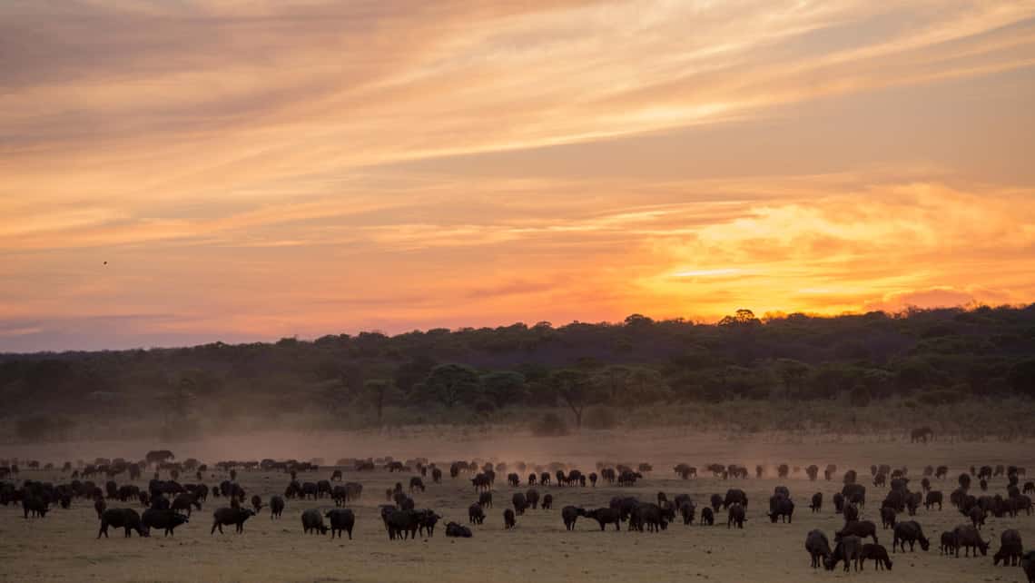 Bueffelherde im  Matetsi River Lodge Game Reserve