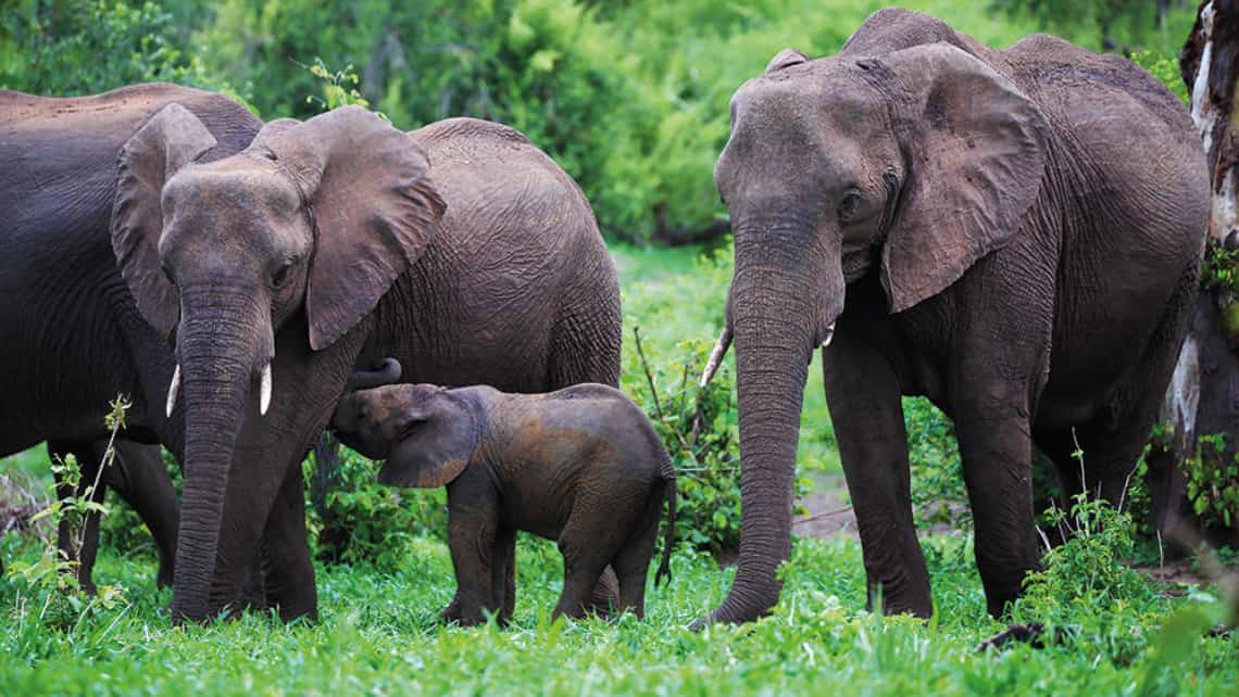 Elefanten im  Matetsi River Lodge Game Reserve