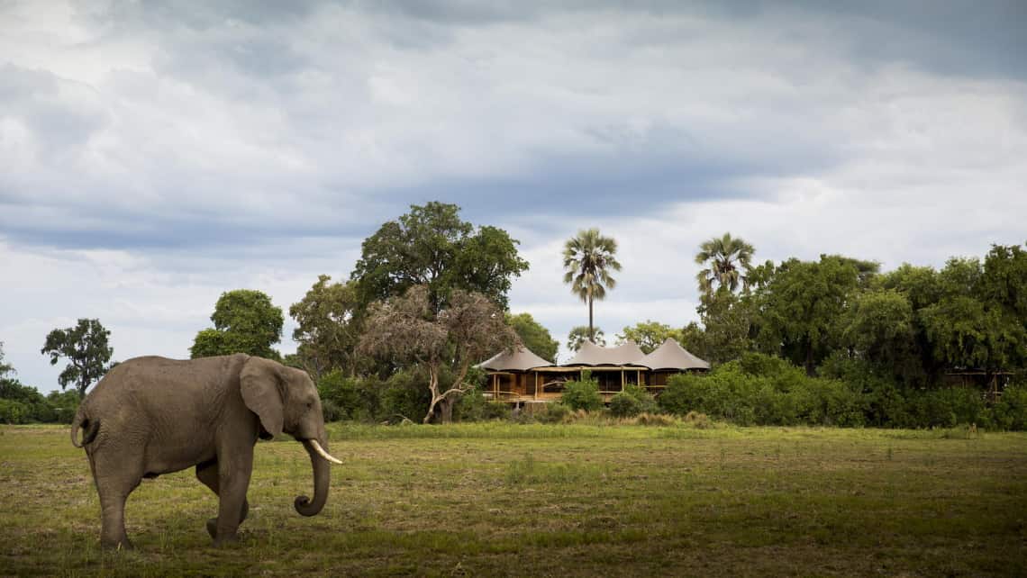 Elefant vor dem Mombo Camp Moremi Game Reserve