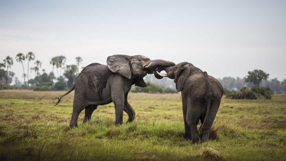 elefenten vo dem Mombo Camp Moremi Game Reserve