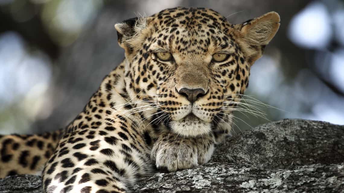 Leopard auf einem Baum Mombo Camp Moremi Game Reserve