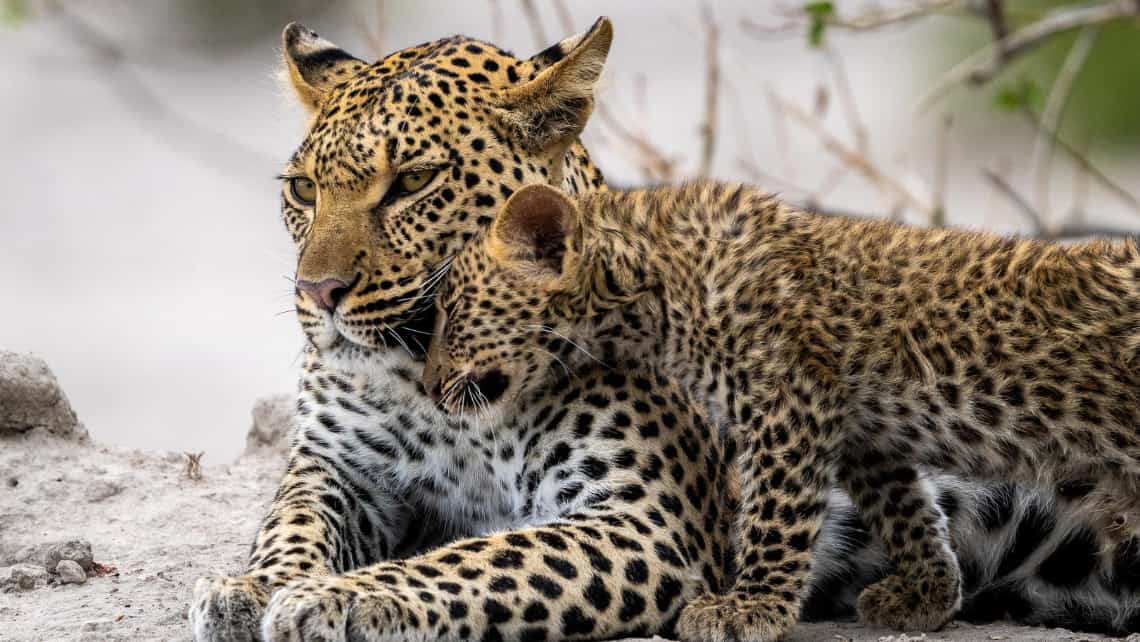 Leoparden Mutter mit Leoparden Baby vor den Mombo Camp Moremi Game Reserve