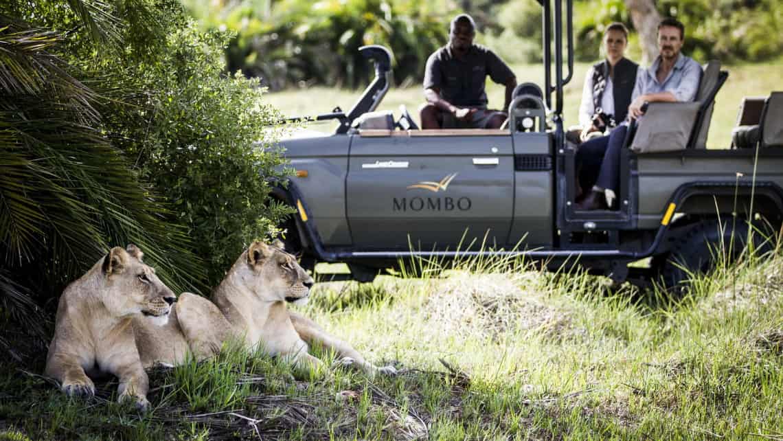 Löwen unter einer Palme und offener Gelndewagen mit Touristen  in der Nähe des Mombo Camp Moremi Game Reserve
