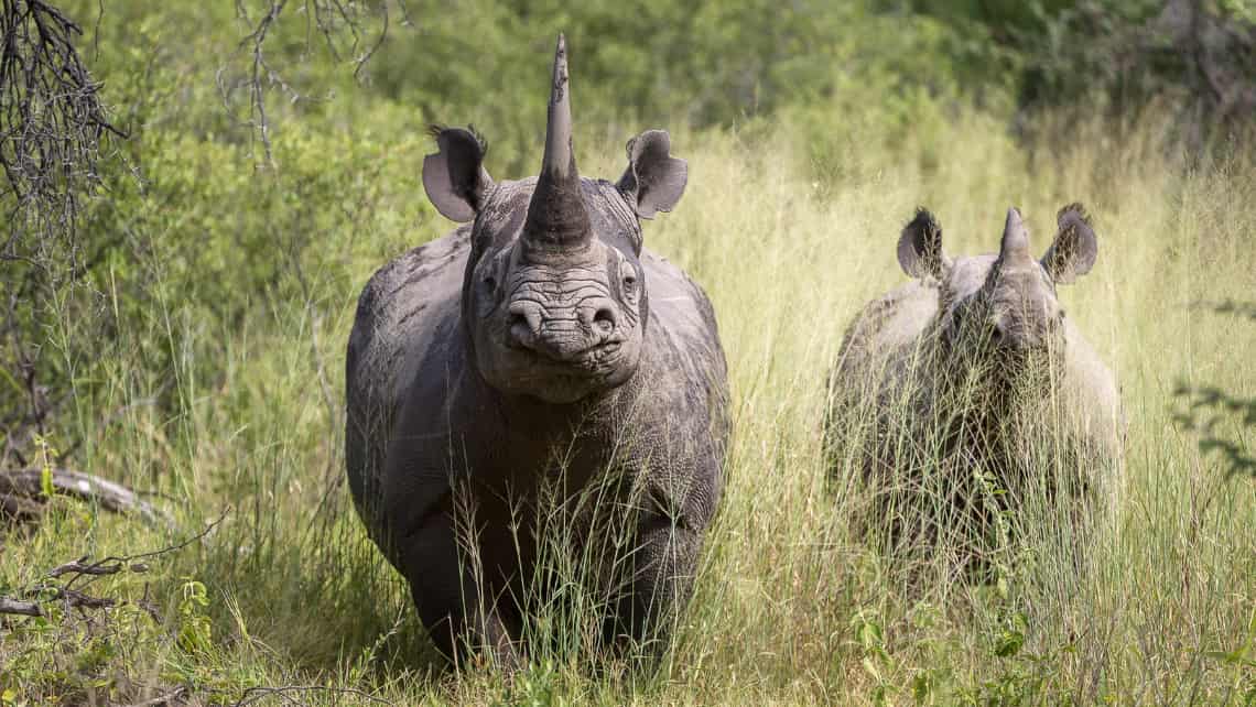 Nashoerner Rhinos in der Nähe des Mombo Camp Moremi Game Reserve