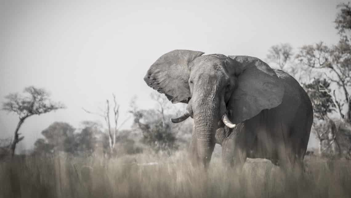  Moremi Crossing Camp, Okavango Delta Botswana