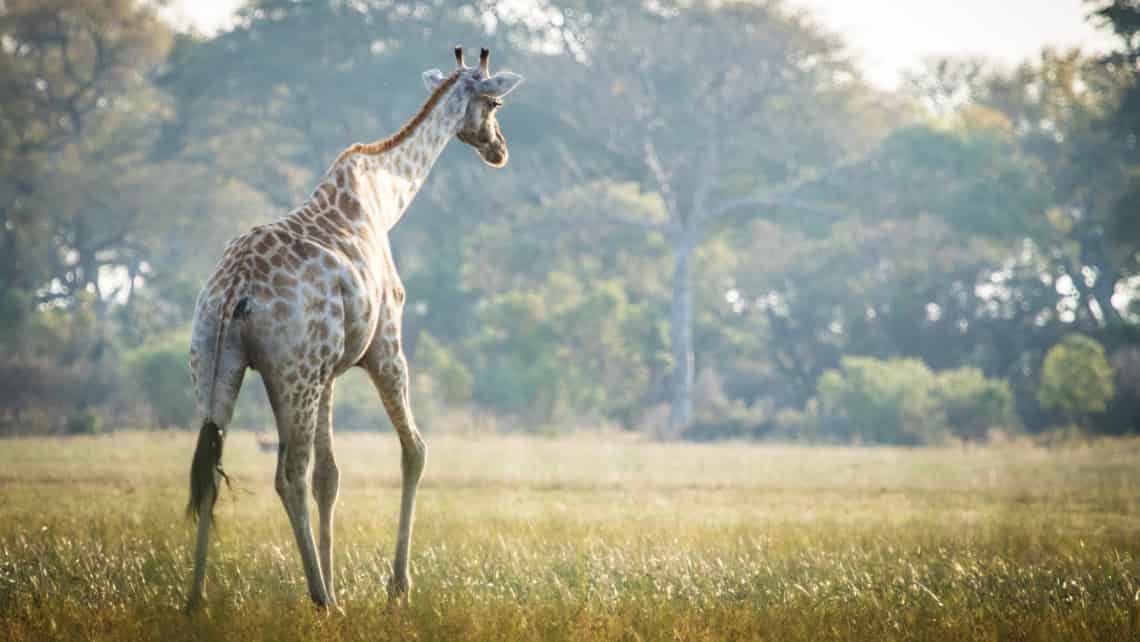  Moremi Crossing Camp, Okavango Delta Botswana