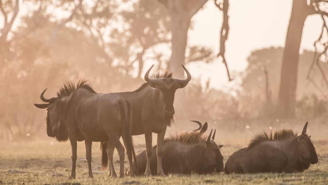  Moremi Crossing Camp, Okavango Delta Botswana