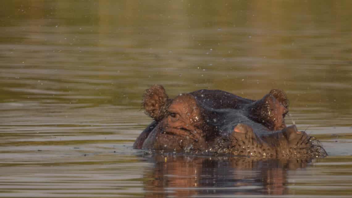  Moremi Crossing Camp, Okavango Delta Botswana