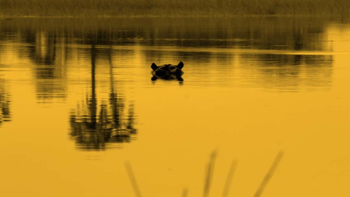  Moremi Crossing Camp, Okavango Delta Botswana