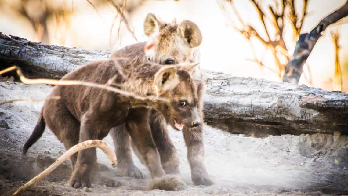  Moremi Crossing Camp, Okavango Delta Botswana