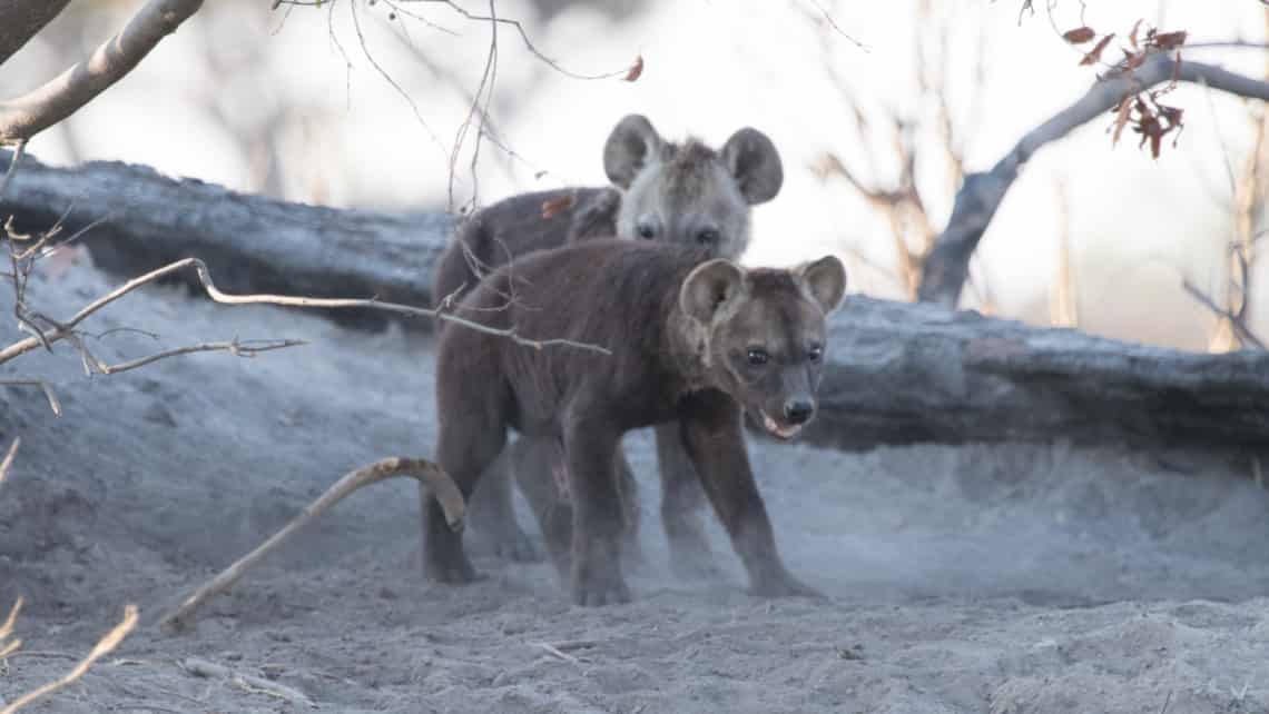  Moremi Crossing Camp, Okavango Delta Botswana