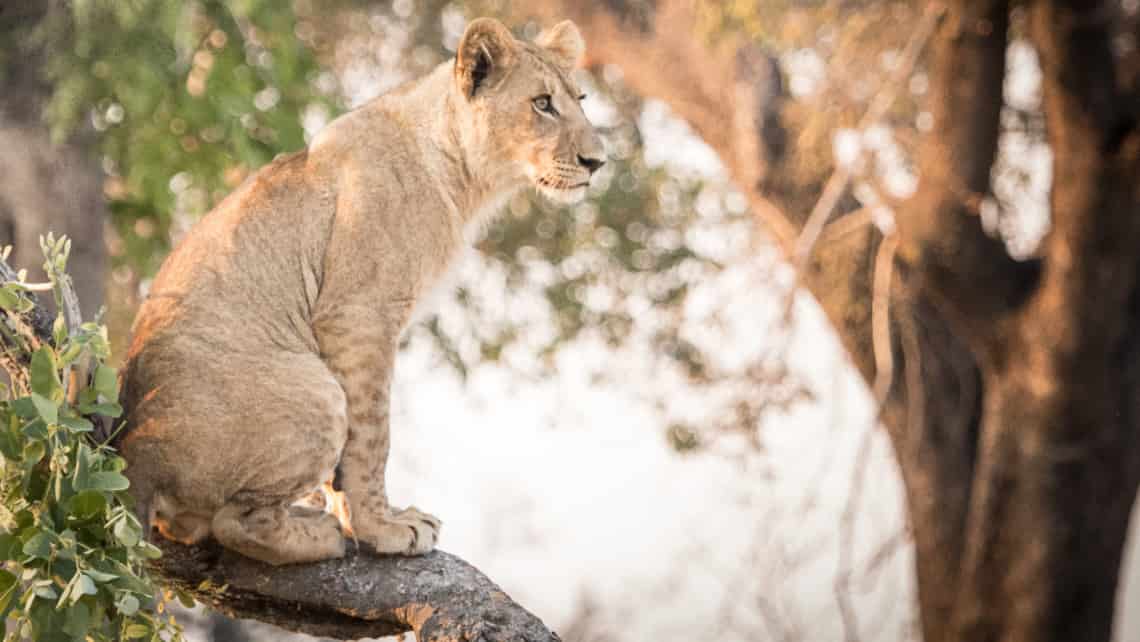  Moremi Crossing Camp, Okavango Delta Botswana