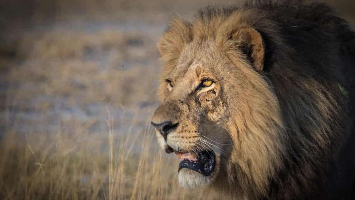  Moremi Crossing Camp, Okavango Delta Botswana